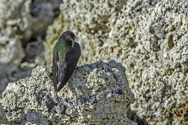 紫绿色的燕子(Tachycineta thalassina)是一种小型北美燕科雀形目鸟类，栖息在石灰华塔上。莫诺湖;莫诺湖凝灰岩国家保护区;莫诺盆地国家风景名胜区;Mono盆地;Mono盆地国家森林景观